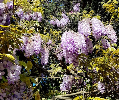 vines